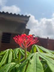 Image result for Jatropha erythropoda