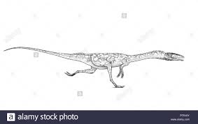 coelophysis black and white stock photos images alamy coloriages gratuits carnaval des animaux