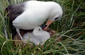 Black-browed Albatross Juvenile Tracking - British Antarctic Survey