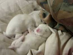 For a dry bath, what is required is a baby powder with a cornstarch base. Baby Bunny Bath Time Youtube