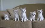 Burmilla Cats and Kittens for sale in the UK | Pets4Homes