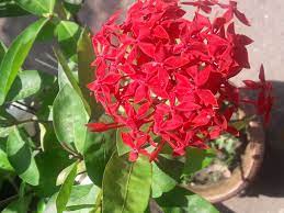 Growing And Caring Ixora Houseplants How To Grow Ixora Plant Ixora Coccinea Plants Geranium Plant Planting Flowers