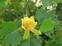 Brilliant green in summer, they glow gold in autumn. Tulip Poplar Tree Wholesale At Tennessee Wholesale Nursery
