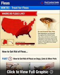 Making your own fleas trap. How To Get Rid Of Fleas Diy Flea Treatment Guide