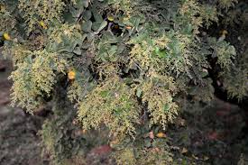 Image result for Searsia pyroides