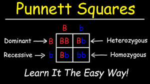 Figure 3.5 (a) a punnett square is a tool used to predict how genes will interact in the production of offspring. Punnett Squares Basic Introduction Youtube