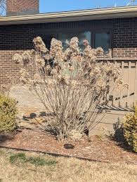 My hydrangea pergola garden.