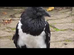 Talking Raven At Knaresborough Castle Asks How Youre Doing Https Youtu Be Poilhy3nfwq Funny Birds Funny Bird Pictures Pet Raven
