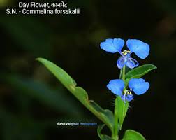 Image result for Vernonia nepetifolia