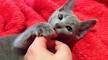 15 Great Names for Your Russian Blue Cat From Russian and ...