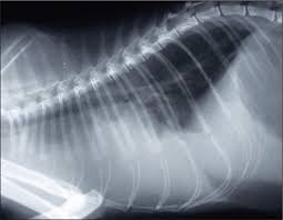 Cat scan x 3 xrays x10. Pyothorax In A Cat Managed By Intrathoracic Debridement And Postoperative Ventilatory Support Irish Veterinary Journal Full Text