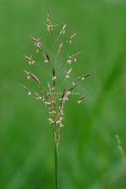 Image result for Chrysopogon