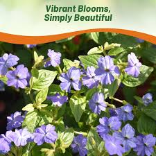 Image result for Browallia americana