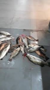 Sea Lion Fishing Park Kolam Baru 3a