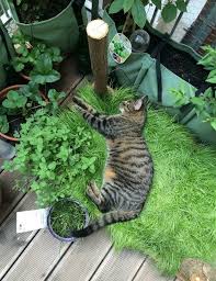 Cat Grass Box For The Balcony Ask Mom Balcony Grass In 2020 Cat Grass Box Cat Grass Cat Garden
