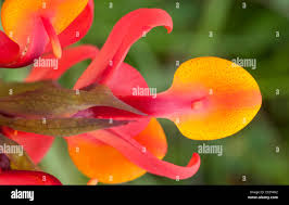 Image result for Andropterum