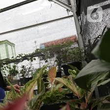 Cara menata bunga di teras depan rumah menata bunga atau tanaman hias di teras depan rumah merupakan salah satu trik untuk memperindah rumah. Tanaman Hias Jadi Primadona Ini Jenis Yang Mudah Ditanam Di Rumah Lifestyle Liputan6 Com