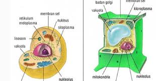 Check spelling or type a new query. 34 Soal Dan Jawaban Pilihan Ganda Ipa Terpadu Organisasi Kehidupan