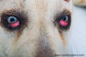 Learn how to spot it and what treatment options are available. Cherry Eye In Small Breed Dogs Causes Treatment Costs