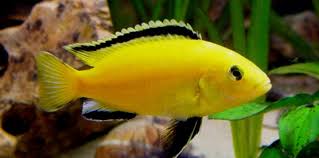 Terdapat lebih dari 1.000 jenis ikan hias air tawar yang diperdagangkan secara global. Ikan Lemon A K A Yellow Lab Cichlid Lovedfish