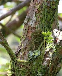 Image result for Taeniophyllum