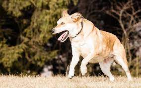 German Shepherd Lab Mix A Complete Guide To The Sheprador