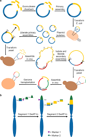 Building Genomes To Understand Biology Nature Communications