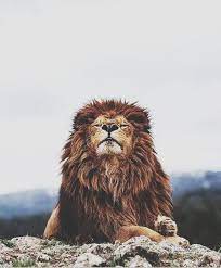 Jun 02, 2021 · photos: Lion Animals Cute Animals Animals Beautiful