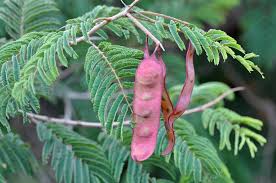 Image result for Acacia ataxacantha