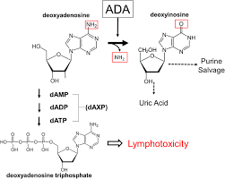 Biochemistry of adenosine deaminase-deficient severe combined immune...