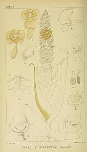 Image result for Corycium