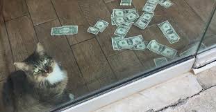 Check spelling or type a new query. Cat Started Stealing Money As A Game But Now It S Helping People