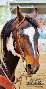 Lastly, freeze branding has the distinct advantage of being painless or nearly painless to the animal during the branding process. 13 Freeze Branding Ideas Horse Brand Branding Horses