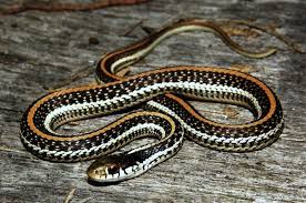 Texas is home to many species of snake. Texas Garter Snake Tdf Blog