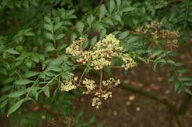 Image result for Zanthoxylum