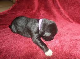 Maybe you would like to learn more about one of these? English Mastiff Landseer Newfoundland Mix Puppies For Sale In Andover Minnesota Classified Americanlisted Com