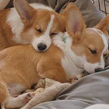 Corgi Dog Black And Brown Corgi On Instagram Freddie Thecorgi Corgiaddict Corgi Feature Corgisofinstagram Corgilove Corgiclub Corgis Corgistag In 2020 Corgi Corgi Dog Corgi Wallpaper