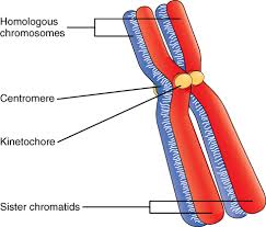 In humans, each gamete contains 23 chromosomes. Basic Structure Of A Chromosome Slide Share