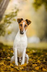 Image result for foxteriér hladkosrstý