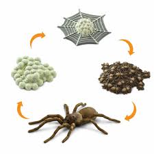 Female brown and black widow spiders can produce 10 to 20 egg sacs in their lifetime each containing 150 to 300 eggs. Kroger Safari 100406 Life Cycle Of A Spider Figurine Multi Color 1 In 2021 Life Cycle Of A Spider Life Cycles Spider