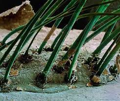 your eyelashes microscopic images things under a microscope electron microscope images