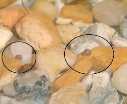 Assassin snail eggs take slightly longer, from six to eight weeks. Mystery Snail Eggs Aquarium Advice Aquarium Forum Community