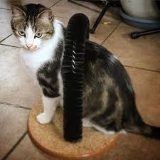 Catsofinstagram Nanook Et Helka Adore Leurs Gratouilles Chat Animals Photo Cats