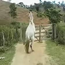 No One Can Stop Me Hooman Video Funny Animal Pictures Animals Beautiful Funny Horses