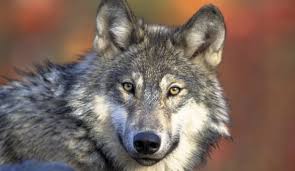 Check spelling or type a new query. Northern Rocky Mountains Gray Wolf
