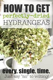Maybe you would like to learn more about one of these? How To Get Perfectly Dried Hydrangeas Every Time The Creek Line House Dried Hydrangeas Dry Hydrangeas Dried Hydrangea