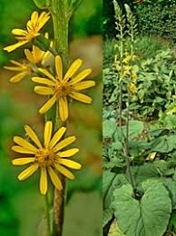 Image result for Ligularia sibirica