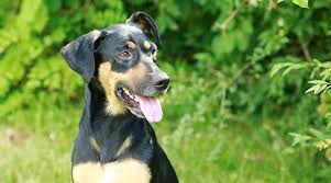 German shepherd rottweiler mix profile. 20 Awesome Rottweiler Mixes Our Favorite Rottie Cross Breeds