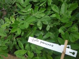 Image result for Afzelia