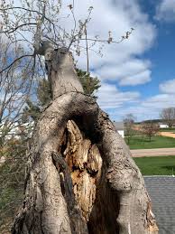 These include servo motor types, gear ratios, speeds, stored stroke limits, ballscrew compensations, motor control delays, and macro. Topping Trees Is No Joke This Tree Haas Tree Care Llc Facebook